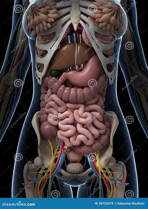 Female anatomy stock illustration. Illustration of medical - 30725878