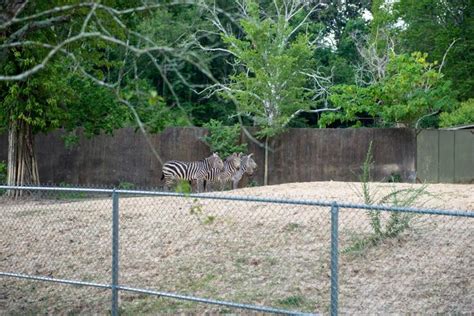 Sponsored: Renovations at Baton Rouge Zoo | Sponsored: Baton Rouge Zoo ...