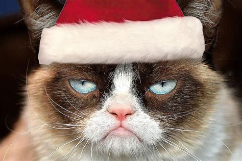 grumpy cat christmas by michu0022 on DeviantArt