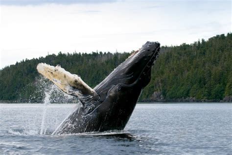 Whale Watching Photos | ThriftyFun