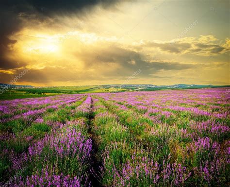 Meadow of lavender. — Stock Photo © zatvor #18768359