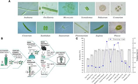 Frontiers | Machine learning for microalgae detection and utilization