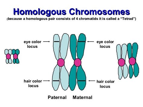 Meiosis ppt