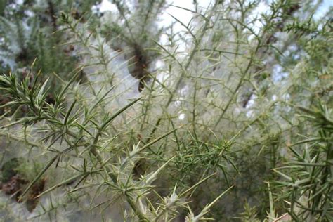 Gorse - planting, pruning, care, best uses for hedging and biodiversity