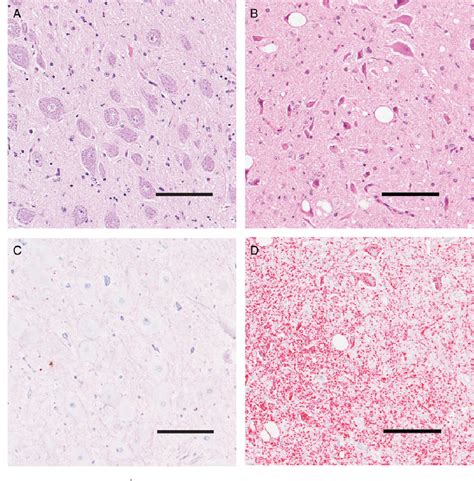 [PDF] The transmissible spongiform encephalopathies of livestock ...