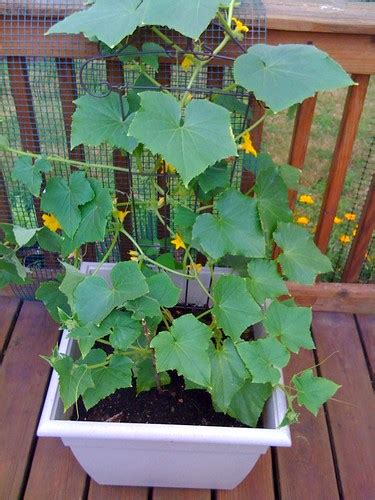 Pink Thumb: Lemon Cucumber Plant