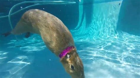 Pool Size for Pet Capybara: What To Know - Capybara Tips