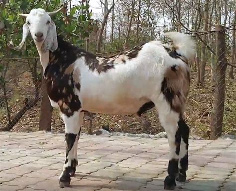 Bujri/ Gujri Goat Breed - Large Size Breed from Pakistan