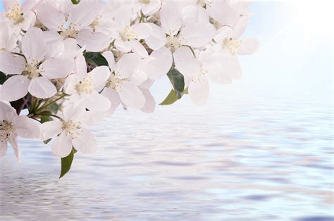 Spring Background Free Stock Photo - Public Domain Pictures