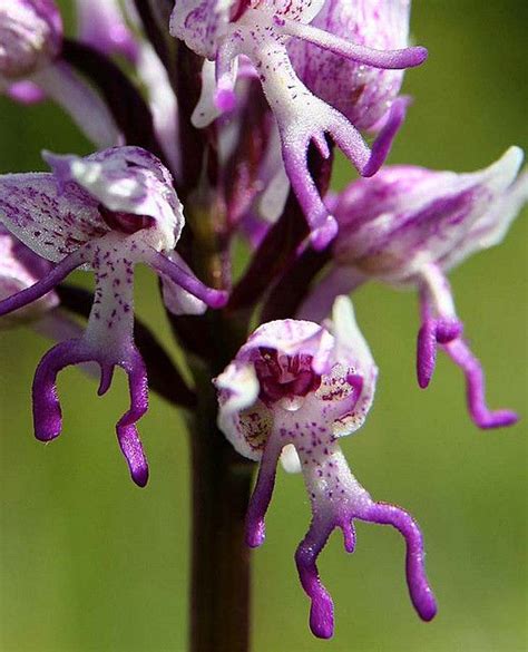 17 Best images about Rarest orchids in the world on Pinterest | Orchid flowers, Slippers and Search