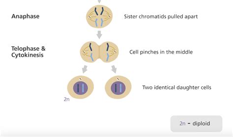 Mengenal Pembelahan Sel Mitosis dan Tahapannya - Varia Katadata.co.id