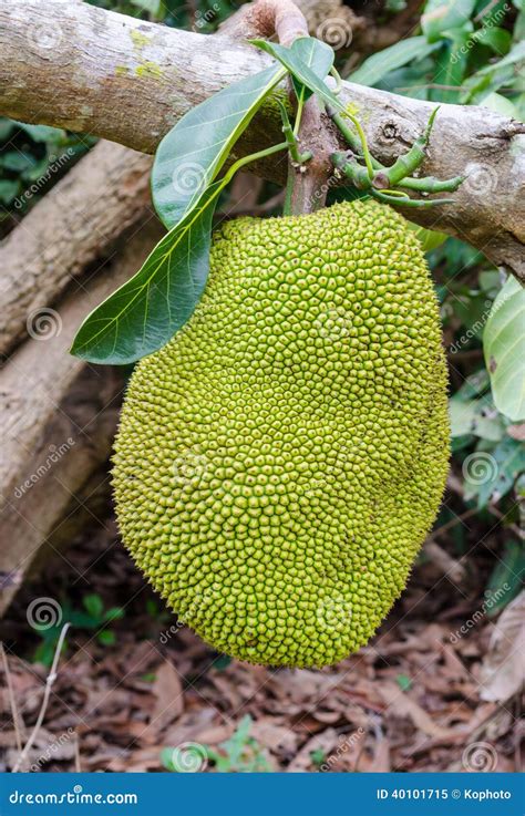 A giant jackfruit stock image. Image of green, medicine - 40101715