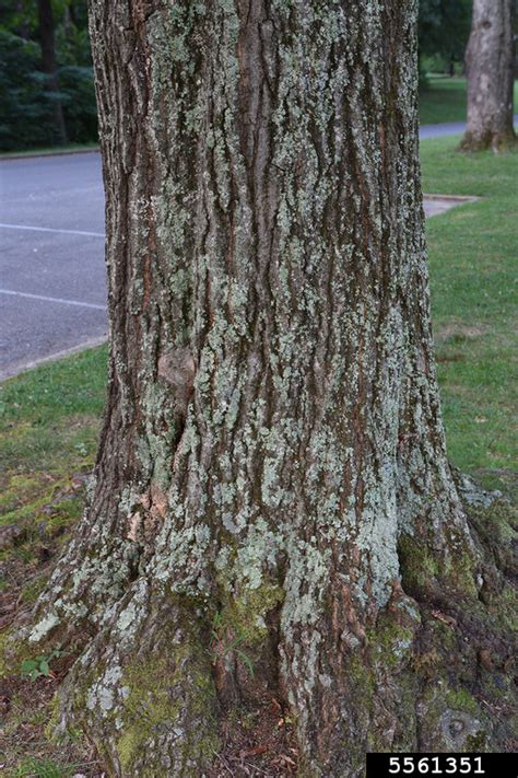 water oak (Quercus nigra)