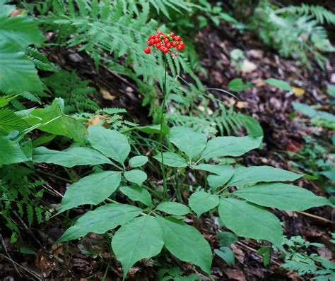 Growing Ginseng In A Pot – How To Maintain Container Grown Ginseng Plants