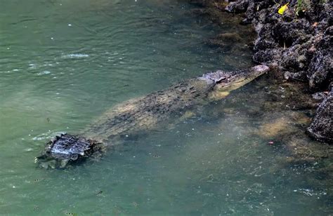 Crocodiles and birdwatching at Sungei Buloh Wetland Reserve in ...