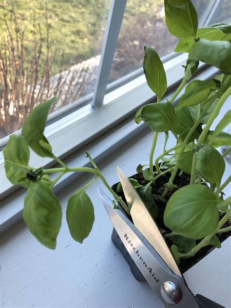 Growing Basil From Cuttings: An Easy and Fun Guide — Gardening, Herbs ...