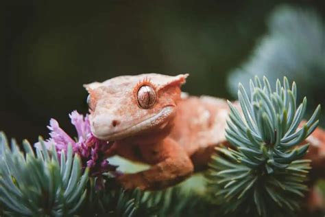 Crested Gecko Lighting Needs and Requirements