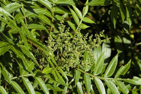 Winged Sumac Leaves and Buds - Rhus Copallinum Stock Photo - Image of ...