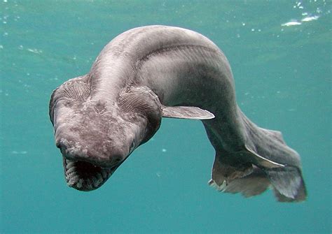 Rare Ganges Shark Found On Sale At Fish Market In India | IBTimes