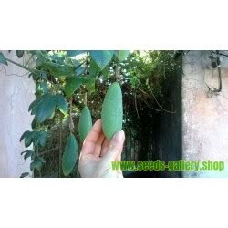 Banana Passionfruit Seeds (Passiflora mollissima) - Price €1.95