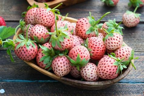 How to Grow Pineberry — Practical Self Reliance