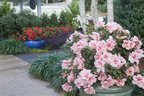 26 Cold-Hardy Encore Azalea Varieties (Zone 6) | Encore Azalea