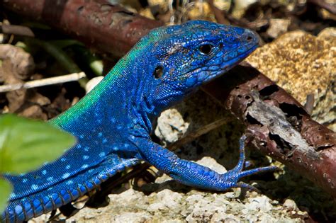 Blue lizard macho (Cnemidophorus lemniscatus) | San Andrés I… | Flickr