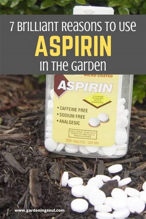 7 Brilliant Reasons To Use Aspirin In The Garden