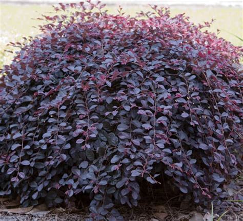 Video: Purple Pixie® Dwarf Weeping Loropetalum | Southern Living Plants