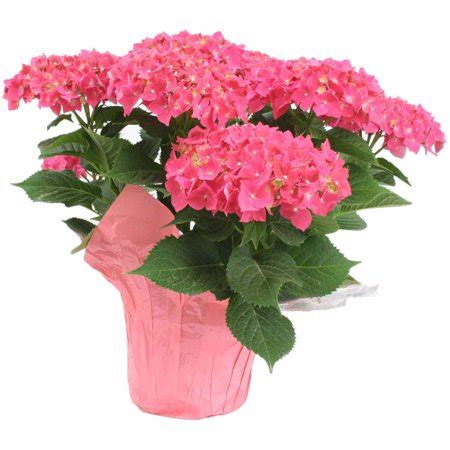 Order Hydrangea plants online | Send to Lebanon | Same day delivery