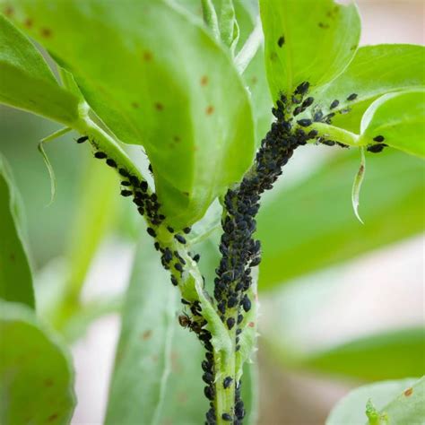 Aphids Damage To Plants