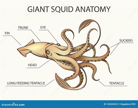 Giant Squid Anatomy Illustration Stock Vector - Illustration of ocean, life: 124205423