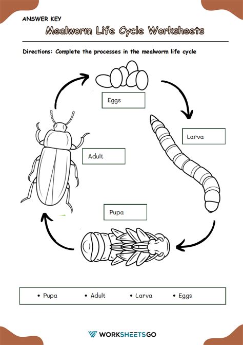 Mealworm Life Cycle Worksheets | WorksheetsGO