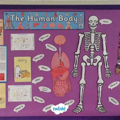 The Human Body Classroom Display! | Human body classroom, Human body science, Classroom displays