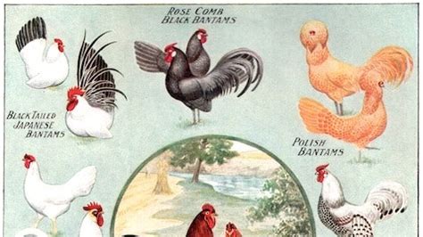 The Etymology of Chicken, Cock and Other Fowl Words | Bon Appétit