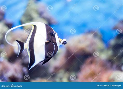 Blurry Photo of Moorish Idol Fish Zanclus Cornutus in a Sea Aquarium Stock Photo - Image of ...