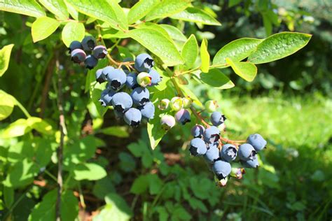 Buy Highbush Blueberry for Sale Online | Direct Native Plants