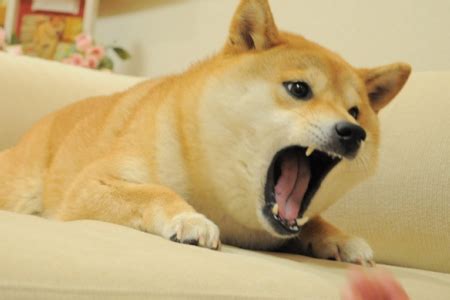 Doge Adventure - Free Addicting Game