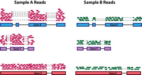 Count normalization with DESeq2 | Introduction to DGE - ARCHIVED