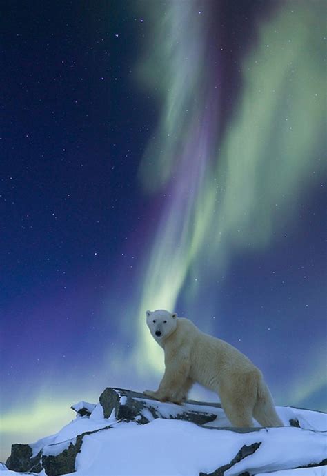 Aurora and polar bear in Alaska | Animaux mignons, Ours polaire, Animaux