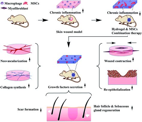 A functional chitosan-based hydrogel as a wound dressing and drug delivery system in the ...