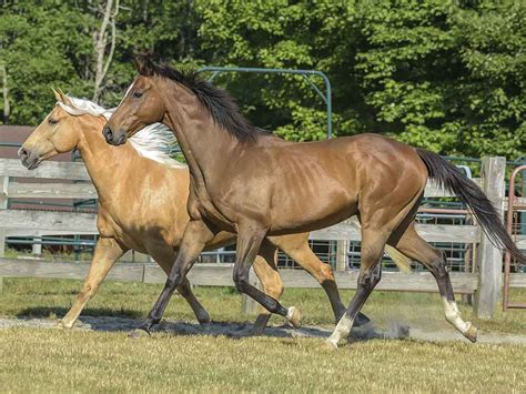 Horse Breeds - 10 Beautiful Breeds Every Horse Fan Should Know