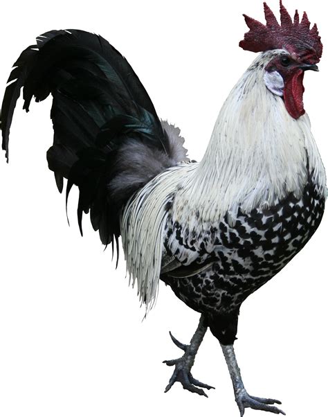 Rooster PNG Transparent Images, Pictures, Photos