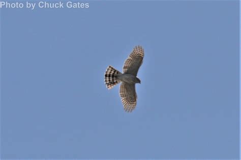 Sharp-shinned Hawk - East Cascades Audubon Society