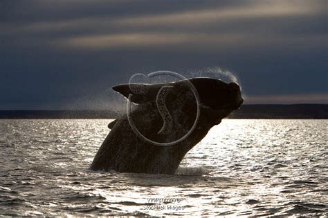 A southern right whale breaching the waters off Argentina. | Stocktrek ...