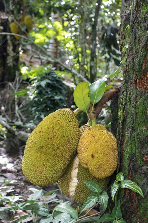 Premium Photo | Jackfruit as know as jaca hanging from a jackfruit tree famous fruit from brazil ...