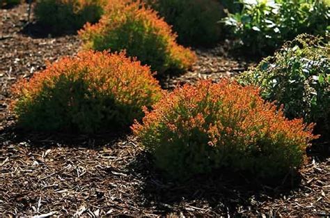 9 Small Evergreen Shrubs to Grow for Year-Round Beauty