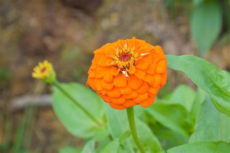 Orange zinnias blooming in a Thai public park 8918935 Stock Photo at Vecteezy