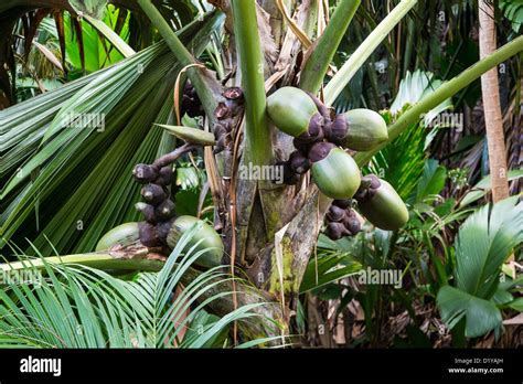 Vallee de Mai Nature Reserve, Praslin Island, Seychelles Stock Photo - Alamy