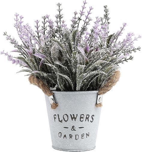 Lavender Plants Indoors